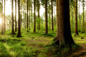 0615 sunny forest.jpg