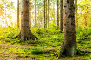 kerglass-0054-forest-sunrise.jpg